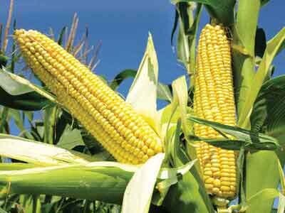 Corn, mineral, Шесть причин покупать кукурузу на падениях
